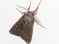 Deep-brown Dart